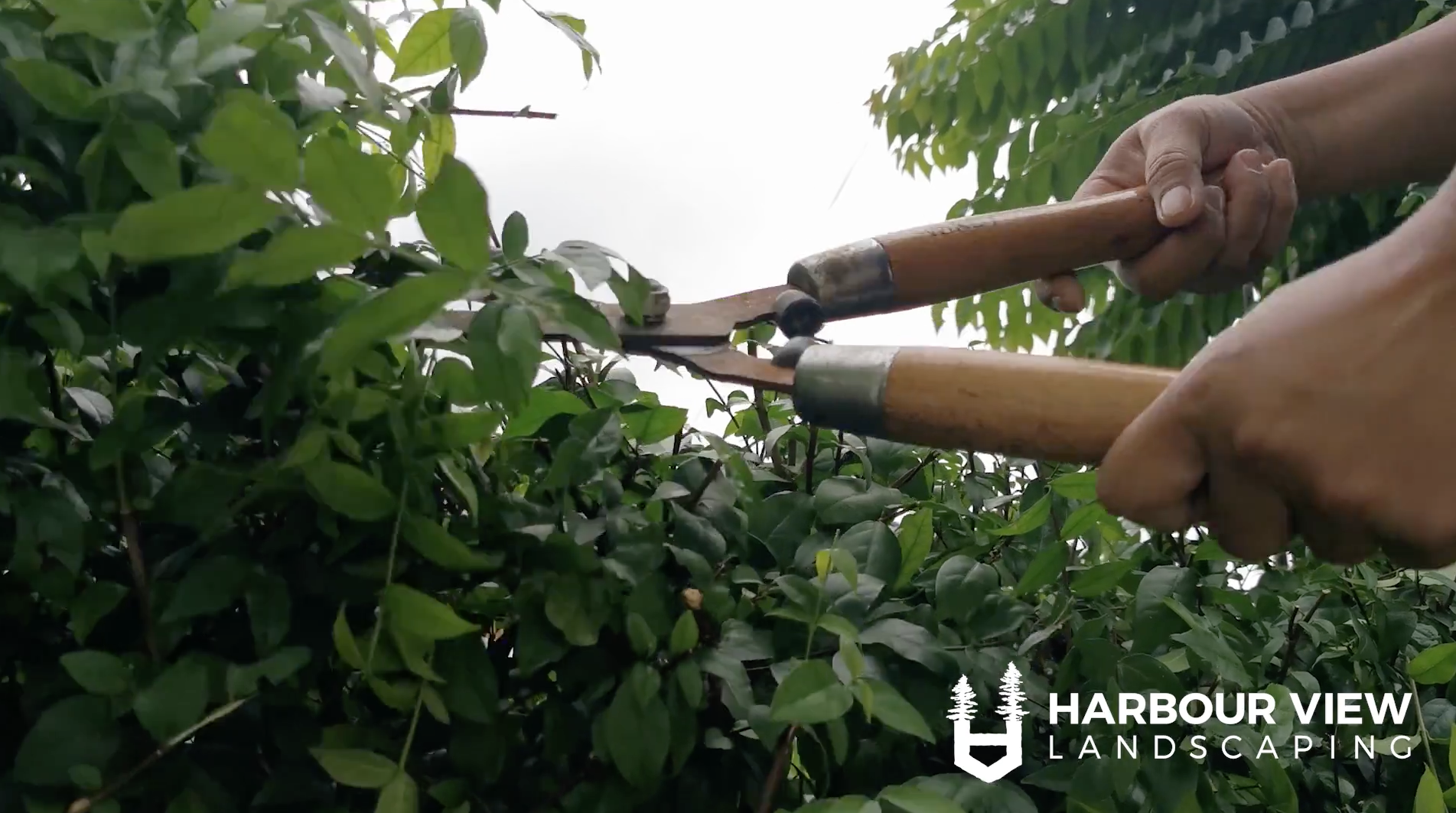 Harbour View Landscaping Pruning image.